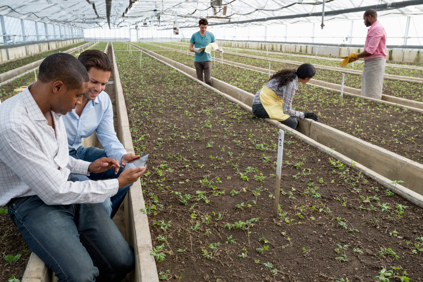 down time,a commercial greenhouse in a plant nursery growing organic flowers. two men using a digital tablet.